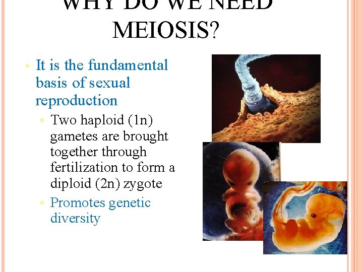 WHY DO WE NEED MEIOSIS? § It is the fundamental basis of sexual reproduction