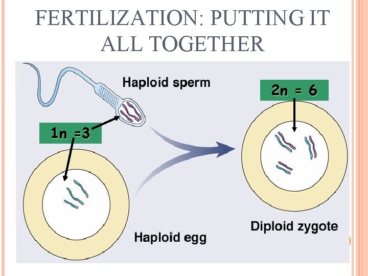 FERTILIZATION: PUTTING IT ALL TOGETHER 2 n = 6 1 n =3 4 