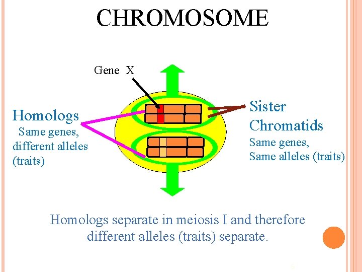 CHROMOSOME Gene X Homologs Same genes, different alleles (traits) Sister Chromatids Same genes, Same