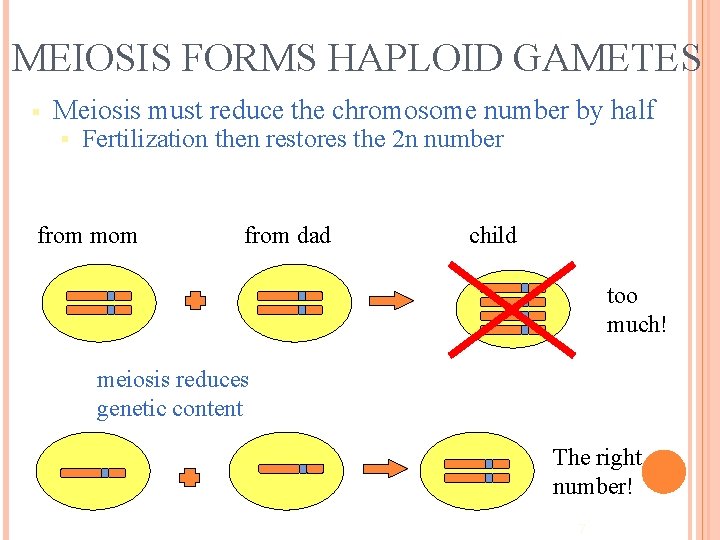 MEIOSIS FORMS HAPLOID GAMETES § Meiosis must reduce the chromosome number by half §
