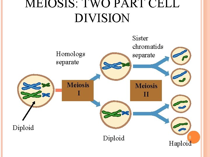MEIOSIS: TWO PART CELL DIVISION Sister chromatids separate Homologs separate Meiosis II Diploid 8