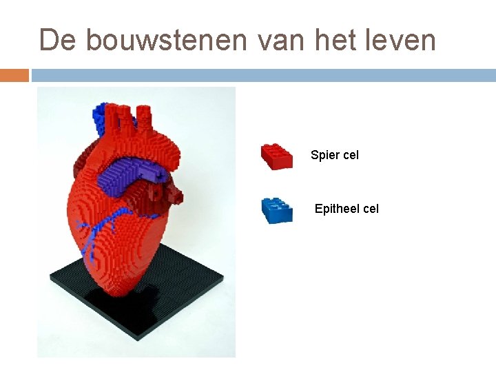 De bouwstenen van het leven Spier cel Epitheel cel 