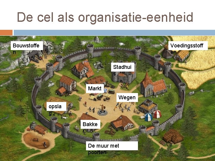 De cel als organisatie-eenheid Bouwstoffe n Voedingsstoff en Stadhui s Markt Wegen opsla g