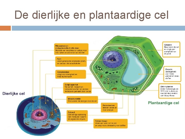De dierlijke en plantaardige cel 