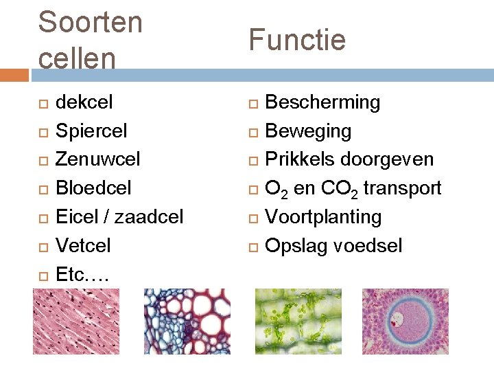 Soorten cellen dekcel Spiercel Zenuwcel Bloedcel Eicel / zaadcel Vetcel Etc…. Functie Bescherming Beweging