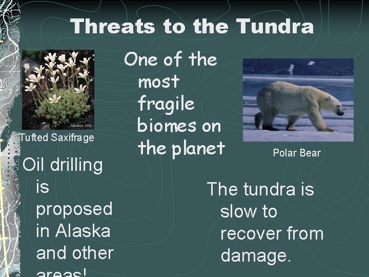 Threats to the Tundra Tufted Saxifrage Oil drilling is proposed in Alaska and other