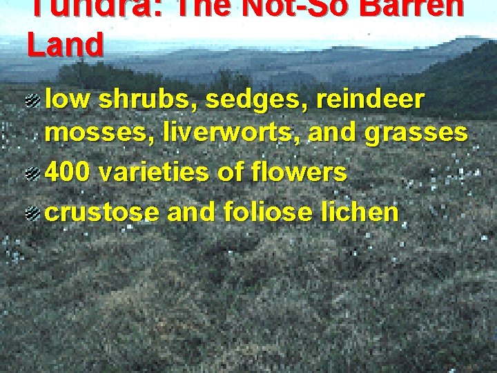 Tundra: The Not-So Barren Land low shrubs, sedges, reindeer mosses, liverworts, and grasses 400