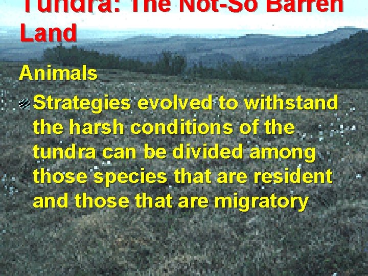 Tundra: The Not-So Barren Land Animals Strategies evolved to withstand the harsh conditions of