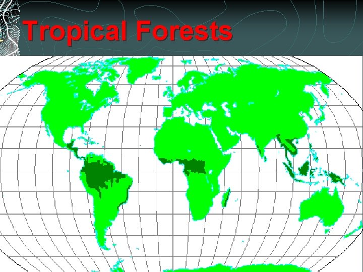 Tropical Forests 
