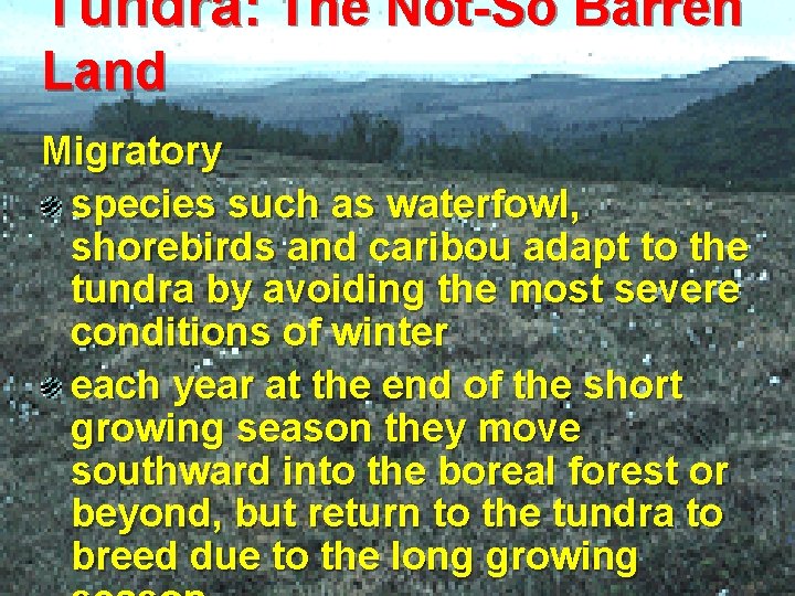 Tundra: The Not-So Barren Land Migratory species such as waterfowl, shorebirds and caribou adapt