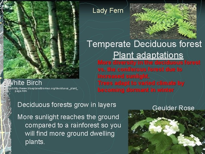 Lady Fern Temperate Deciduous forest Plant adaptations White Birchhttp: //www. blueplanetbiomes. org/deciduous_plant_ page. htm