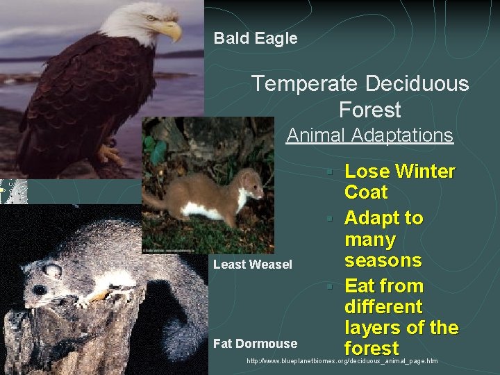 Bald Eagle Temperate Deciduous Forest Animal Adaptations Lose Winter Coat § Adapt to many