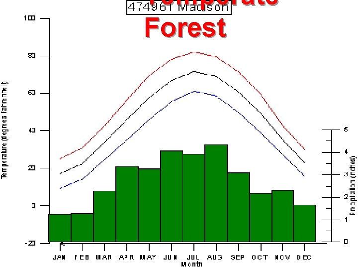 Temperate Forest 