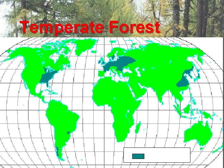 Temperate Forest 