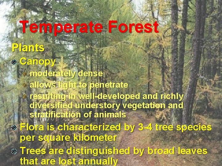 Temperate Forest Plants Canopy moderately dense allows light to penetrate resulting in well-developed and