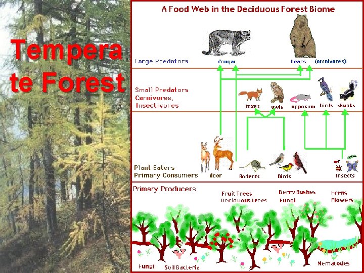 Tempera te Forest 