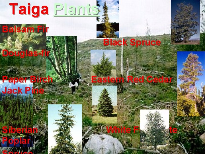 Taiga Plants Balsam Fir Black Spruce Douglas-fir Paper Birch Eastern Red Cedar Jack Pine