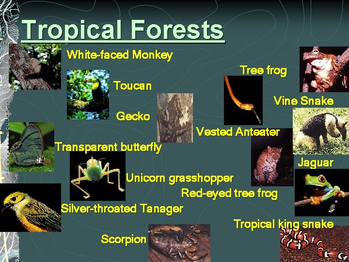 Tropical Forests White-faced Monkey Tree frog Toucan Vine Snake Gecko Vested Anteater Transparent butterfly