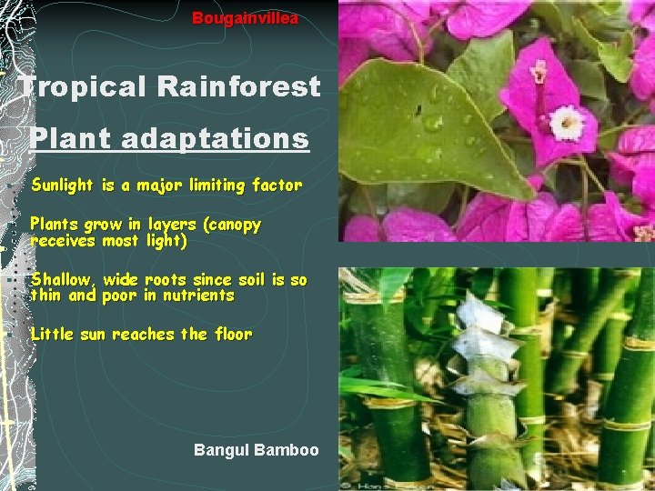  Bougainvillea Tropical Rainforest Plant adaptations § Sunlight is a major limiting factor §