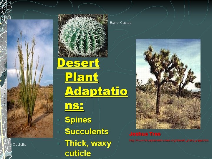 Barrel Cactus Desert Plant Adaptatio ns: Spines § Succulents § Thick, waxy cuticle §