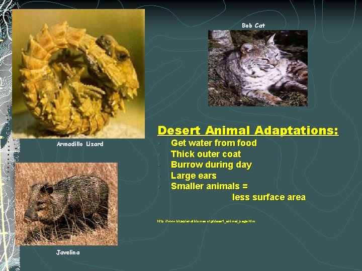 Bob Cat Desert Animal Adaptations: Armadillo Lizard § § § Get water from food