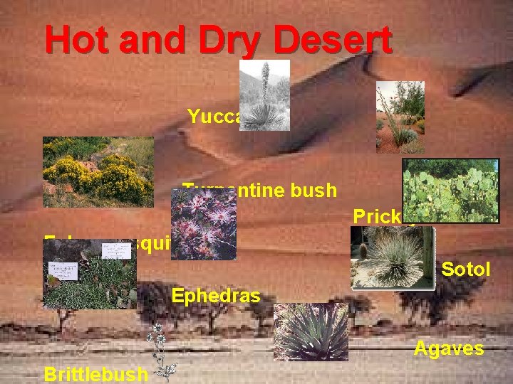 Hot and Dry Desert Yuccas Ocotillo Turpentine bush Prickly Pears False mesquite Sotol Ephedras