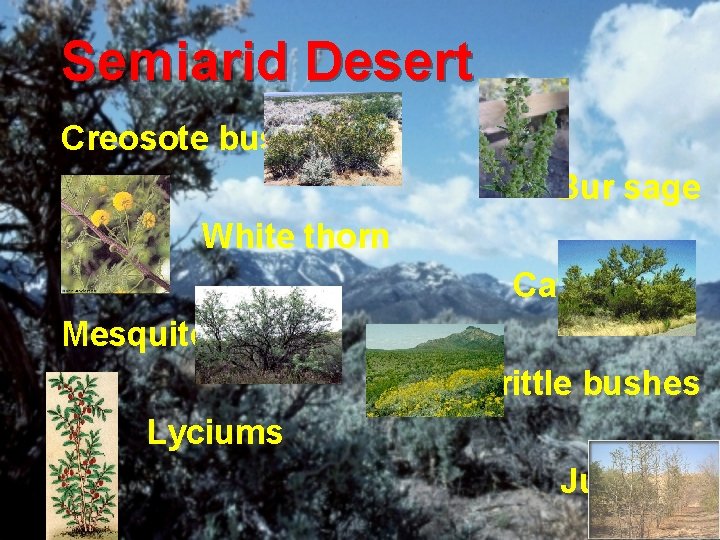 Semiarid Desert Creosote bush Bur sage White thorn Cat claw Mesquite Brittle bushes Lyciums