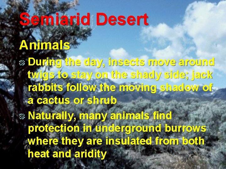 Semiarid Desert Animals During the day, insects move around twigs to stay on the