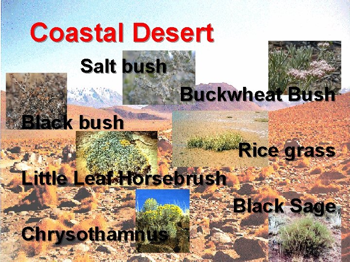 Coastal Desert Salt bush Buckwheat Bush Black bush Rice grass Little Leaf Horsebrush Black