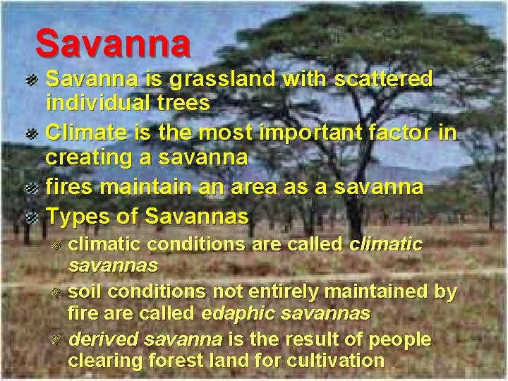 Savanna is grassland with scattered individual trees Climate is the most important factor in