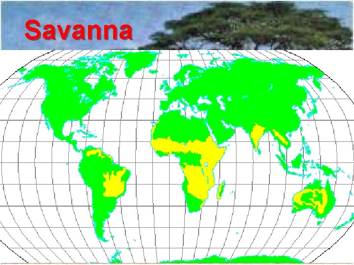 Savanna 