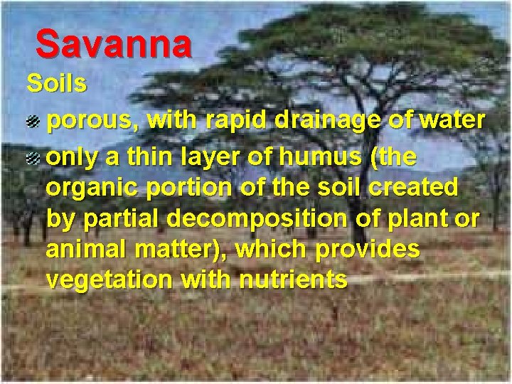 Savanna Soils porous, with rapid drainage of water only a thin layer of humus