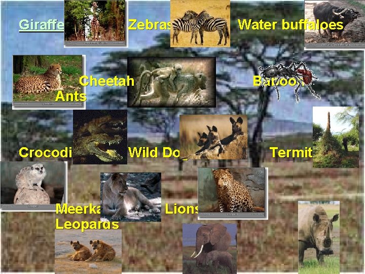 Giraffes Zebras Cheetah Ants Crocodile Meerkats Leopards Water buffaloes Baboon Wild Dog Lions Termites