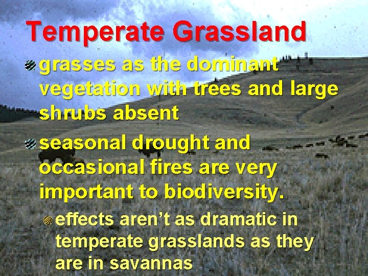 Temperate Grassland grasses as the dominant vegetation with trees and large shrubs absent seasonal