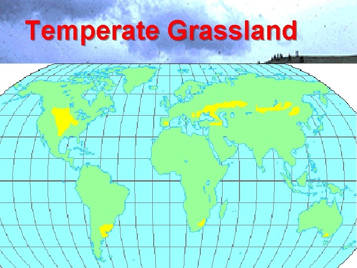 Temperate Grassland 