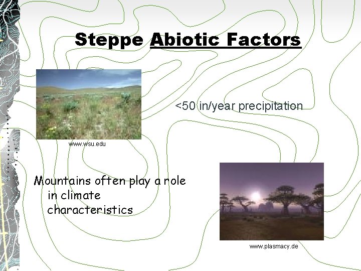 Steppe Abiotic Factors <50 in/year precipitation www. wsu. edu Mountains often play a role