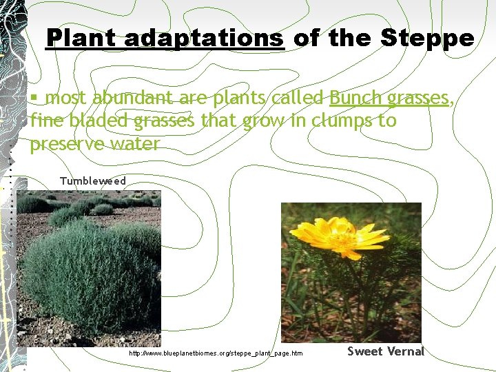 Plant adaptations of the Steppe § most abundant are plants called Bunch grasses, fine