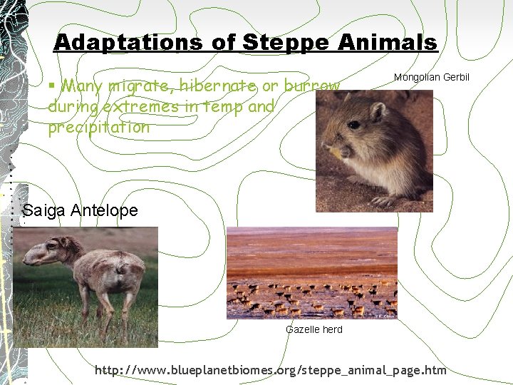 Adaptations of Steppe Animals § Many migrate, hibernate or burrow during extremes in temp