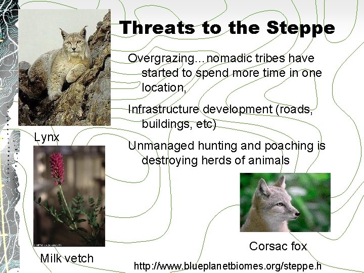 Threats to the Steppe Overgrazing…nomadic tribes have started to spend more time in one