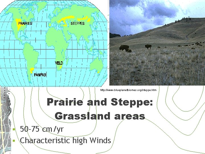 http: //www. blueplanetbiomes. org/steppe. htm Prairie and Steppe: Grassland areas 50 -75 cm/yr §