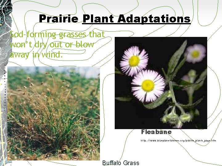 Prairie Plant Adaptations Sod-forming grasses that won’t dry out or blow away in wind.