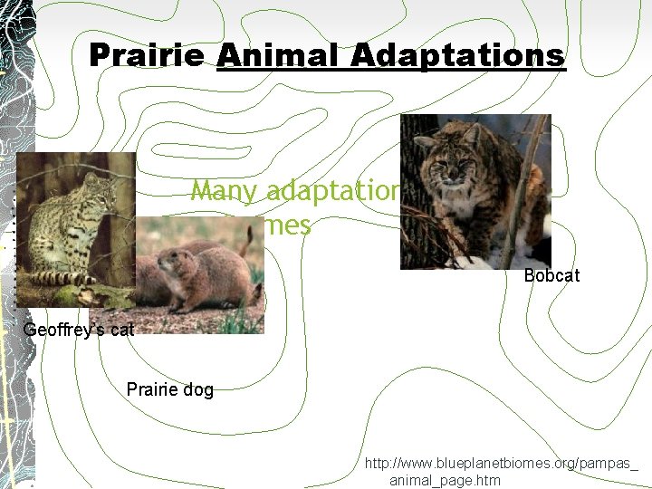 Prairie Animal Adaptations Many adaptations to survive extremes Bobcat Geoffrey’s cat Prairie dog http: