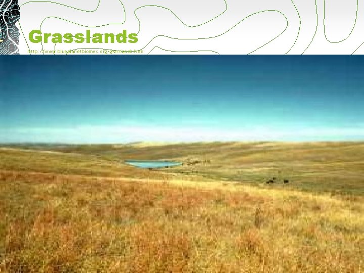 Grasslands http: //www. blueplanetbiomes. org/grasslands. htm 