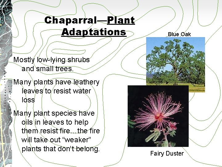 Chaparral—Plant Adaptations Blue Oak Mostly low-lying shrubs and small trees. Many plants have leathery