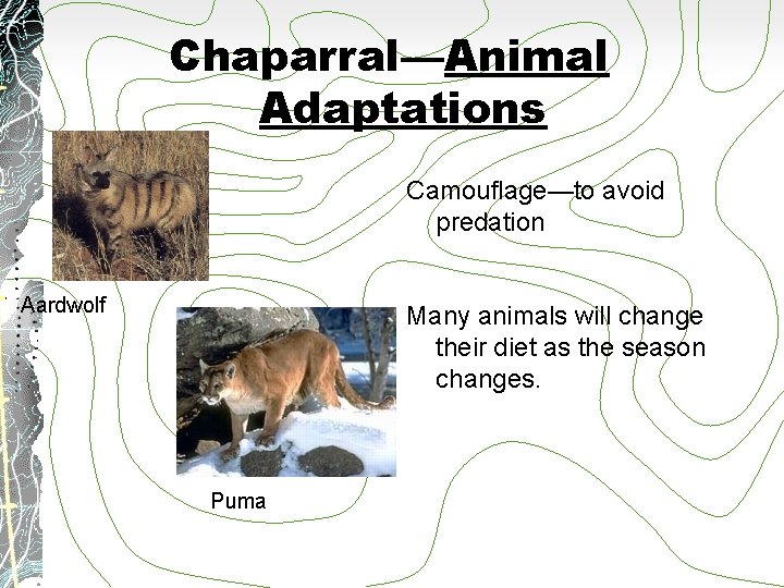 Chaparral—Animal Adaptations Camouflage—to avoid predation Aardwolf Many animals will change their diet as the