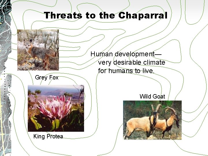 Threats to the Chaparral Grey Fox Human development— very desirable climate for humans to