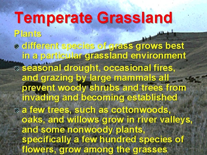 Temperate Grassland Plants different species of grass grows best in a particular grassland environment