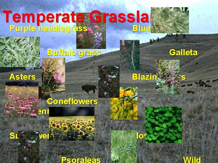 Temperate Grassland Purple needlegrass Blue Grama Buffalo grass Galleta Asters Blazing Stars Coneflowers Goldenrods