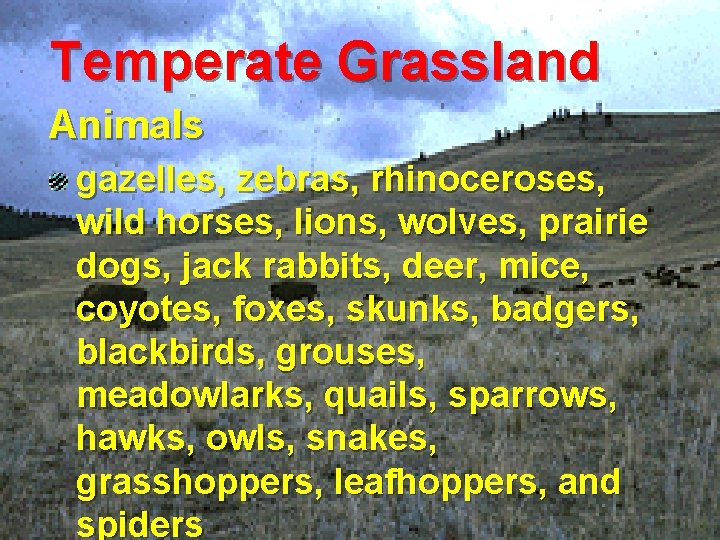 Temperate Grassland Animals gazelles, zebras, rhinoceroses, wild horses, lions, wolves, prairie dogs, jack rabbits,