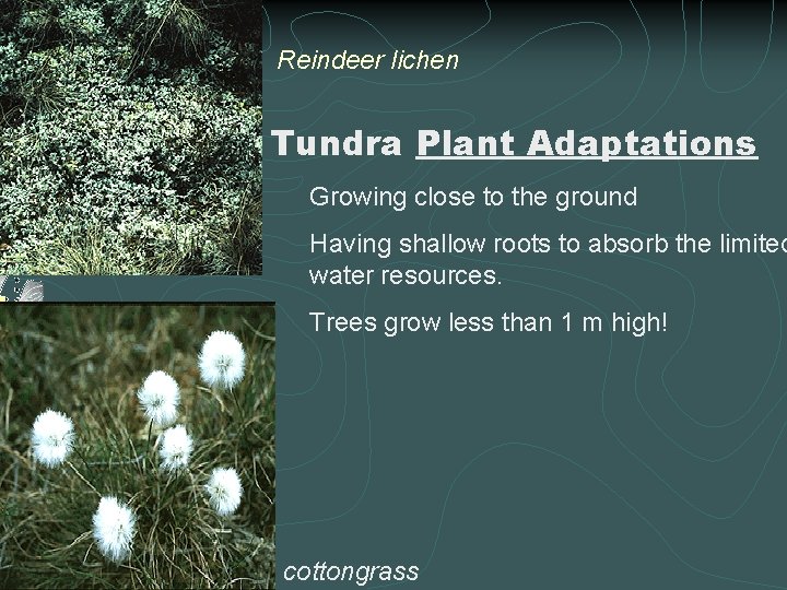 Reindeer lichen Tundra Plant Adaptations Growing close to the ground Having shallow roots to